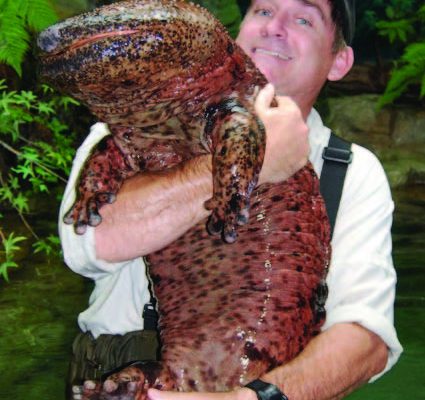 Ispolinskaya_salamandra_iz_Yaponii