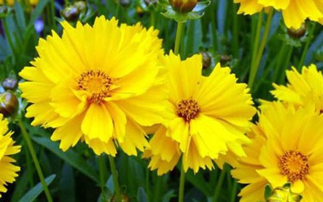 Koreopsis_-_tsvetok_kamikadze