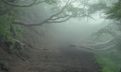 Японский лес Аокигахара – лес призраков