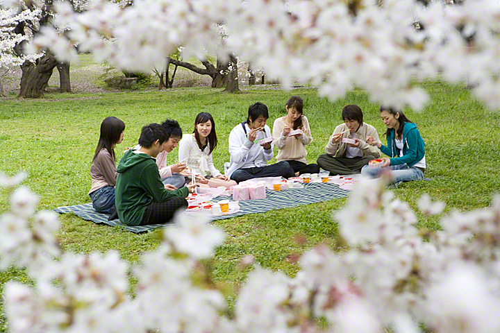 Поездка в Японию в период цветения сакуры