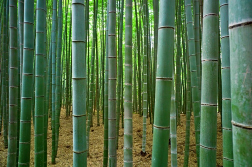 Yaponiya-bambukovyi-les-sagano