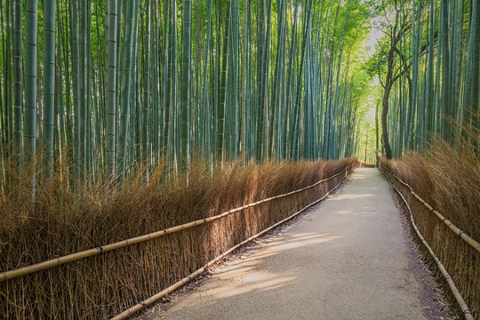 Yaponiya-bambukovyi-les, Arashiyama, Kyoto