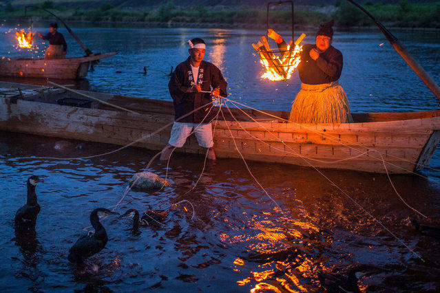 Укаи-ночная рыбалка с бакланами. Япония3