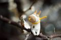 Лесные духи на фотографиях Рюки Фукао. Японские художники